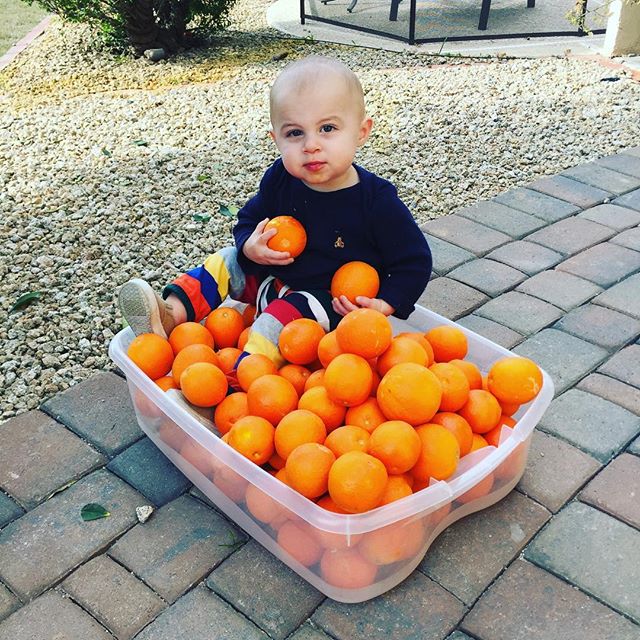 Don't forget your Vitamin C this time of year It's awesome to have citrus trees right in your back yard! Especially when your Mom and Brother always volunteer to juice all of them for you  Thanks Mom and Aaron! #vitaminc #kidshealth #oranges #citrustree ........#yoga #instayoga #aydpt #atyourdoorpersonaltraining #instarunners #training #love #me #athlete #powerlifting #squats #pushups #girlswholift #postpartumfitness #postnatalfitness #fitpregnancy #prenatalfitness #weightloss #fitmom #fitfam #fitdad #pregnancyfitness #strongmom #workout